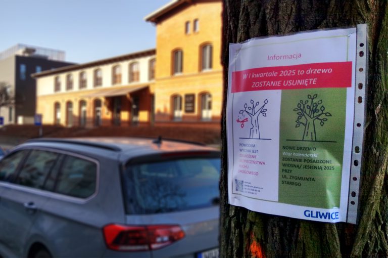 Miasto otwarcie poinformuje o koniecznej wycince i nasadzeniach zastępczych