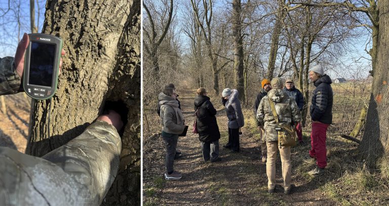 Mieszkańcy sprawdzili, czy wycinka drzew jest niezbędna. Potwierdzili