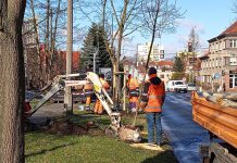 Nowe drzewa w Gliwicach. Tam ich wcześniej nie było IMG
