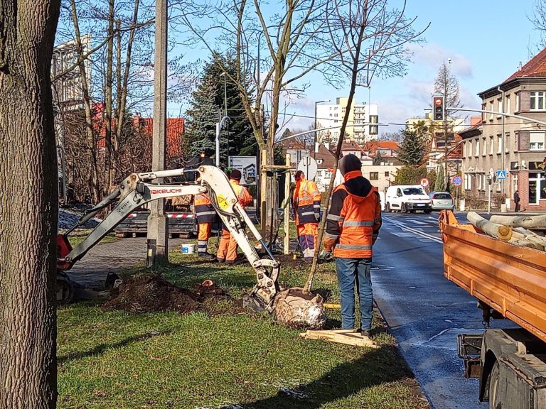 Nowe drzewa w Gliwicach. Tam ich wcześniej nie było
