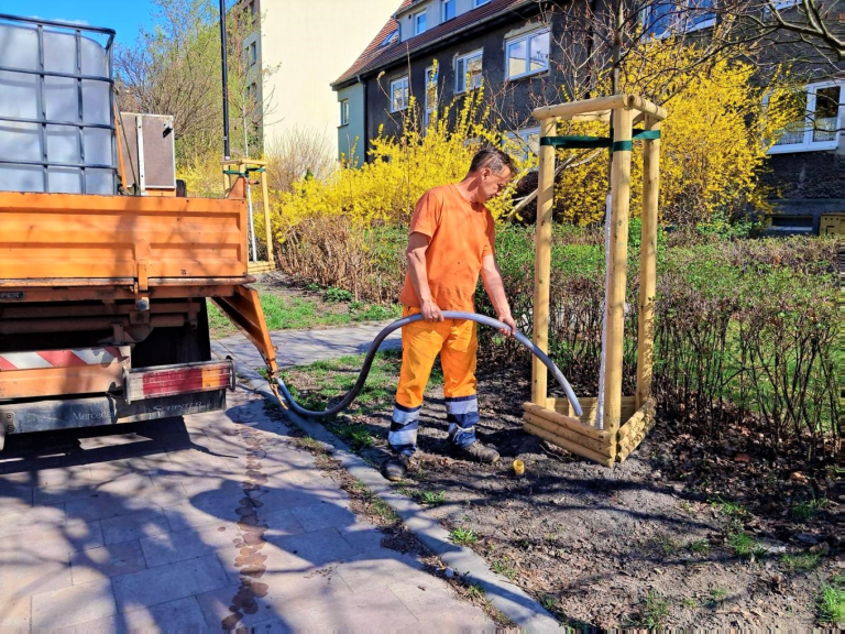 Posadzono 2000 drzew w Gliwicach. Czas na pielęgnację