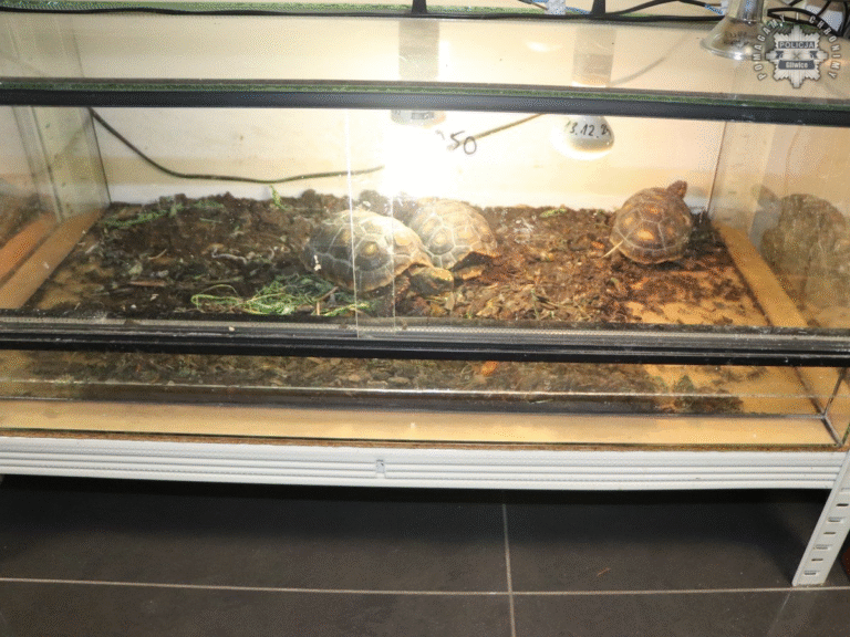 Znęcali się nad zwierzętami egzotycznymi? „Żółwie miały miękkie skorupy”