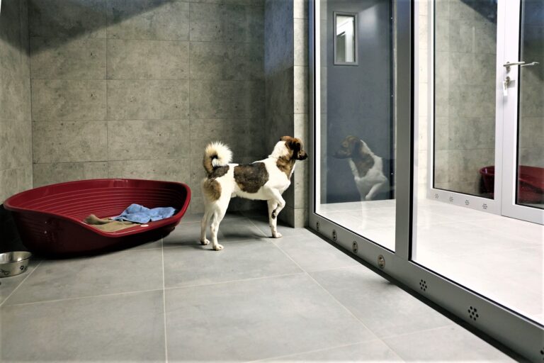 Gliwickie schronisko dla zwierząt już po kontroli. Wszystko wzorowo