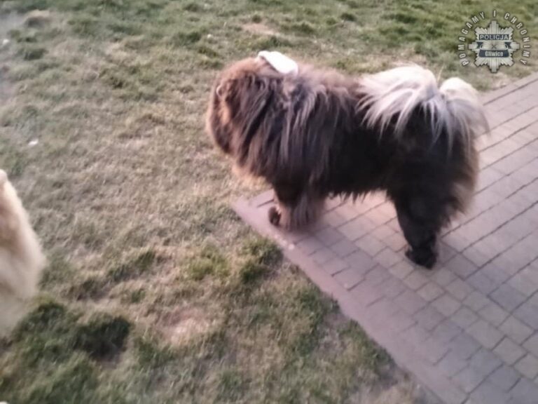 Skradziono drogiego psa. Policja szuka świadków