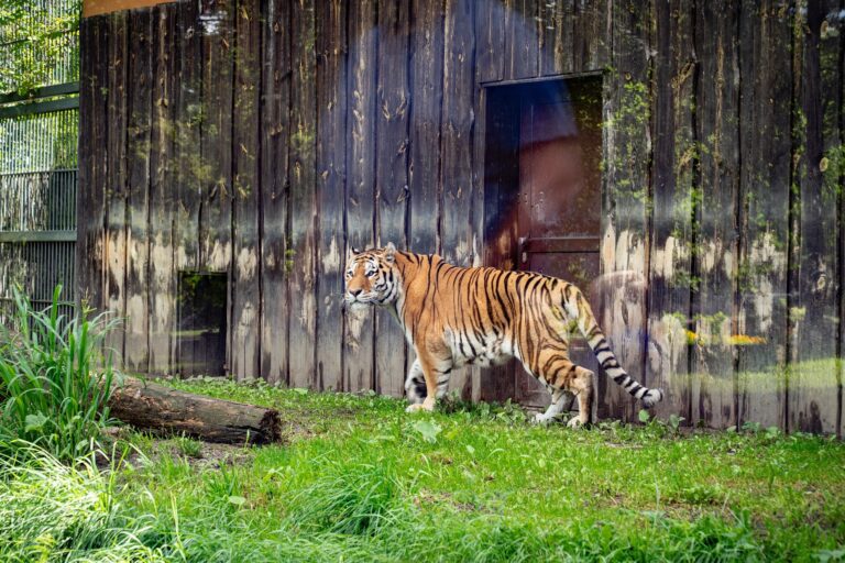 Tygrys amurski w śląskim ZOO. Nowy mieszkaniec
