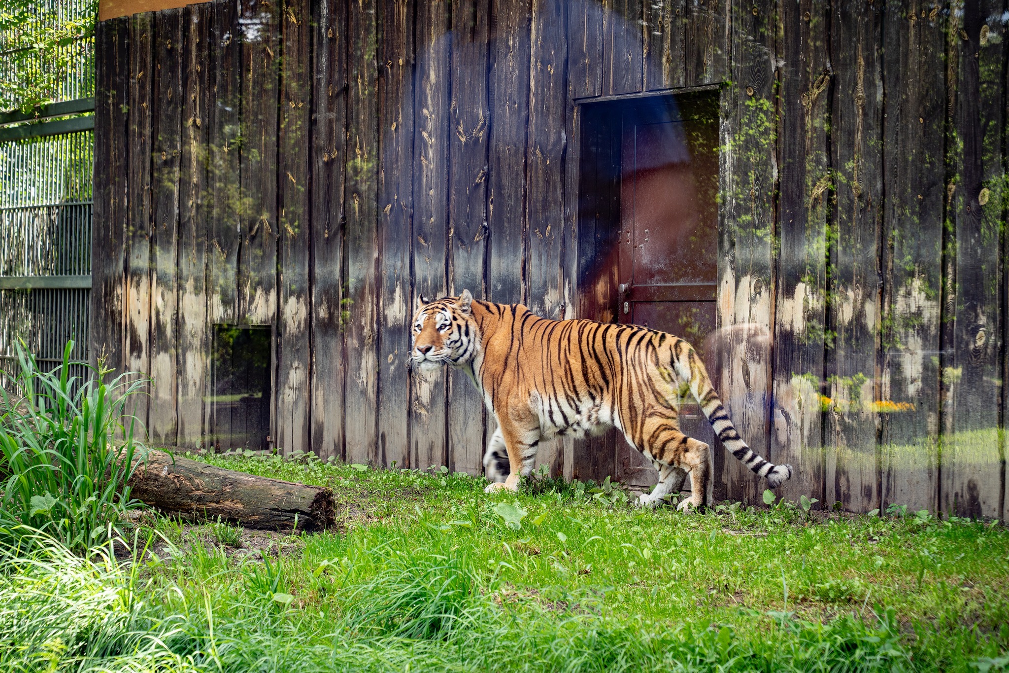 Tygrys amurski w śląskim ZOO. Nowy mieszkaniec