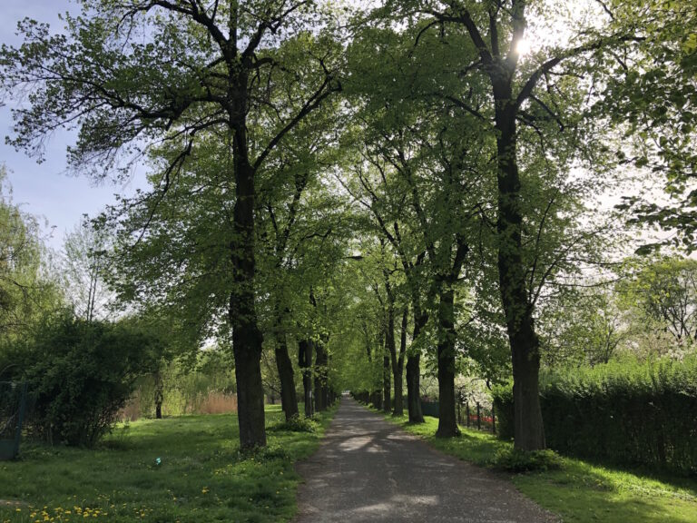 3 mln zł z UE na modernizację alejki. Będzie pięknie i bioróżnorodnie