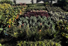 Więcej roślin w całych Gliwicach. MZUK sadzi na potęgę