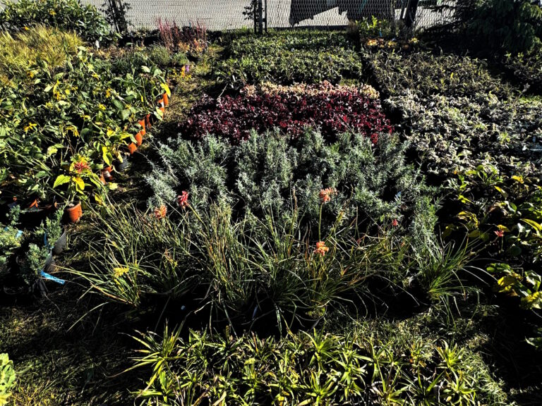 Więcej roślin w całych Gliwicach. MZUK sadzi na potęgę