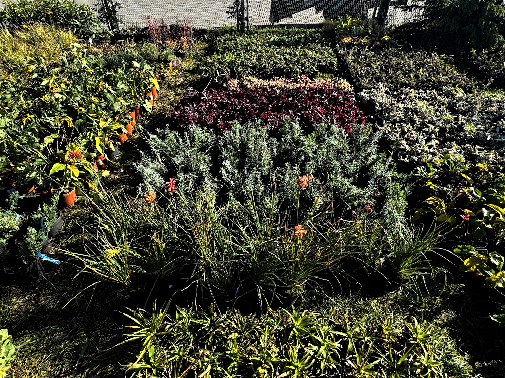 Więcej roślin w całych Gliwicach. MZUK sadzi na potęgę