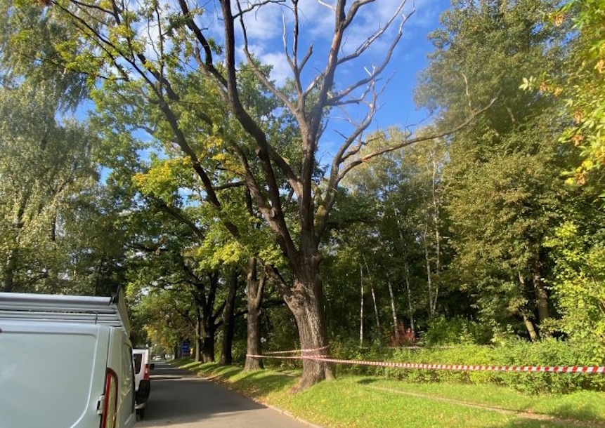 Ten dąb stanowi zagrożenie. Zostanie przycięty i stanie się „świadkiem”