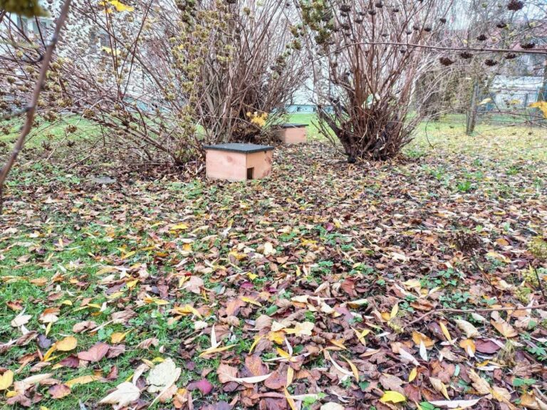 Nowe budki i domki dla wiewiórek, jeży, bezdomnych kotów