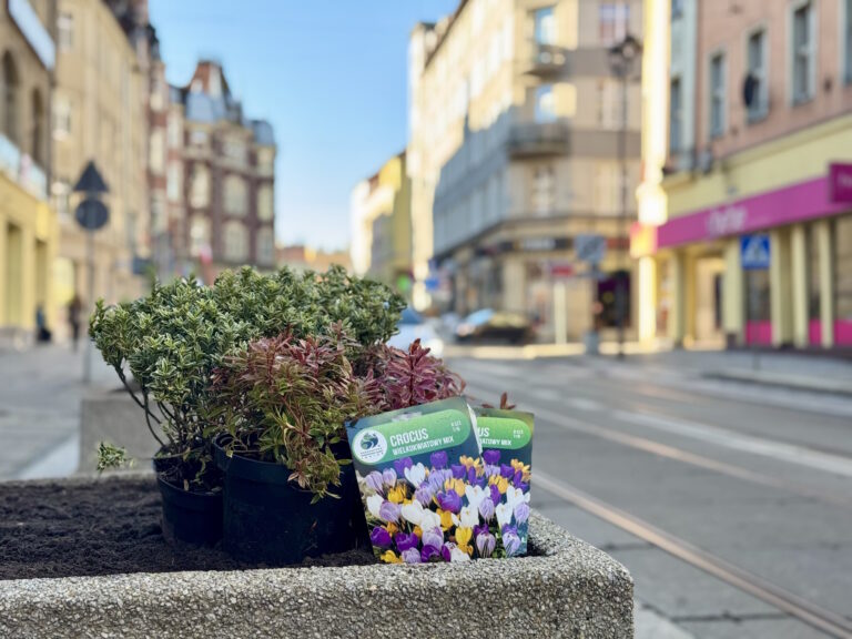 W donicach przy Zwycięstwa będą kwiaty. Miasto zaprasza do wspólnego sadzenia