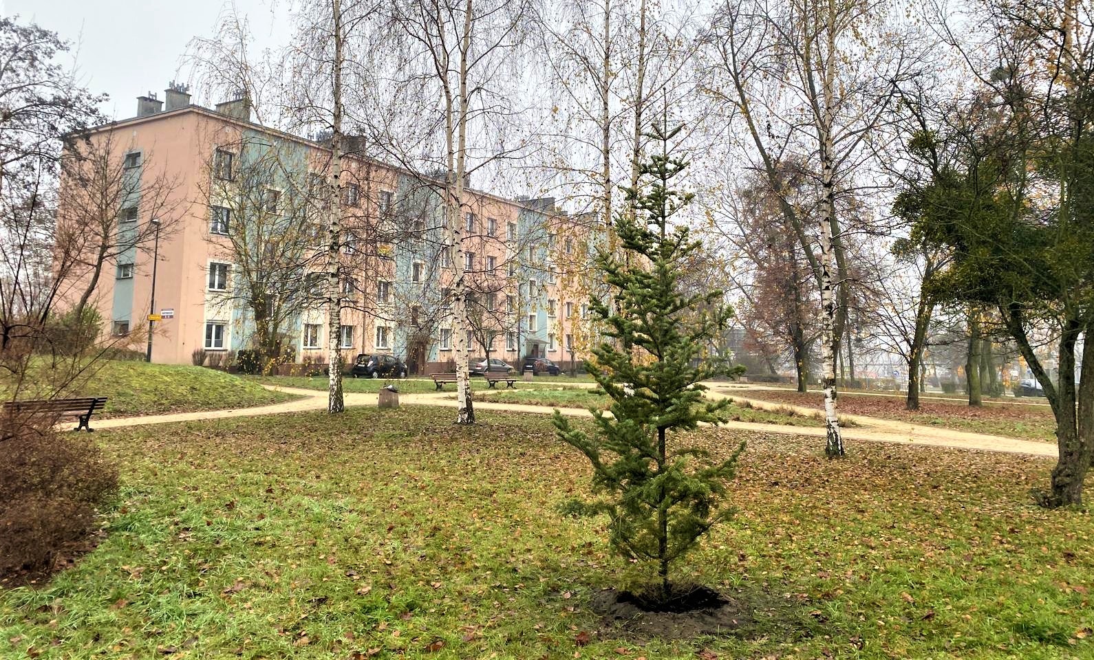 W Gliwicach sadzą choinki