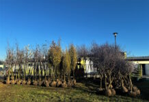 Ponad 360 drzew. Kolejne nasadzenia w Gliwicach IMG