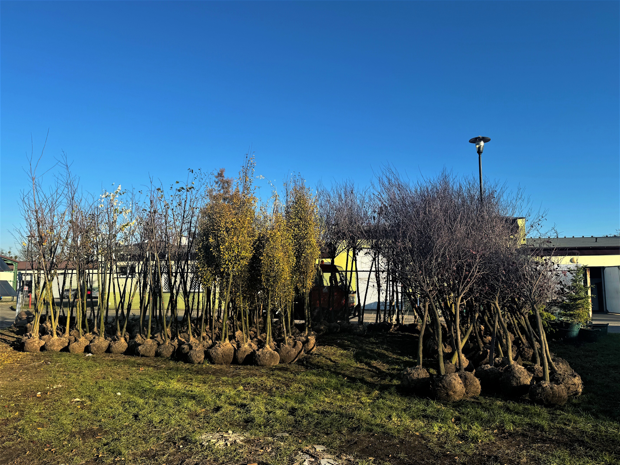 Ponad 360 drzew. Kolejne nasadzenia w Gliwicach