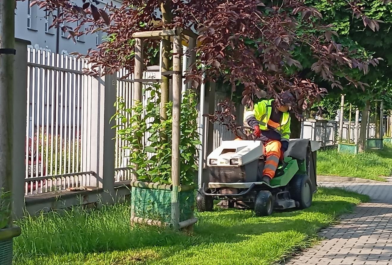 ZDM Gliwice szuka firm, które zadbają o zieleń w mieście