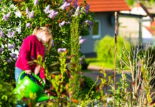 Więcej zieleni, lepsze ogrody – nowy program wsparcia dla ROD happy child watering flowers garden