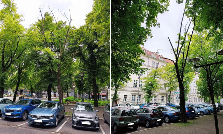 Chora lipa na Placu Piłsudskiego ustąpi miejsca nowemu drzewu