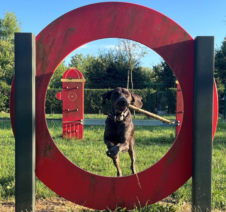 Kolejny wybieg dla psów w Gliwicach. Posadzą też 700 drzew