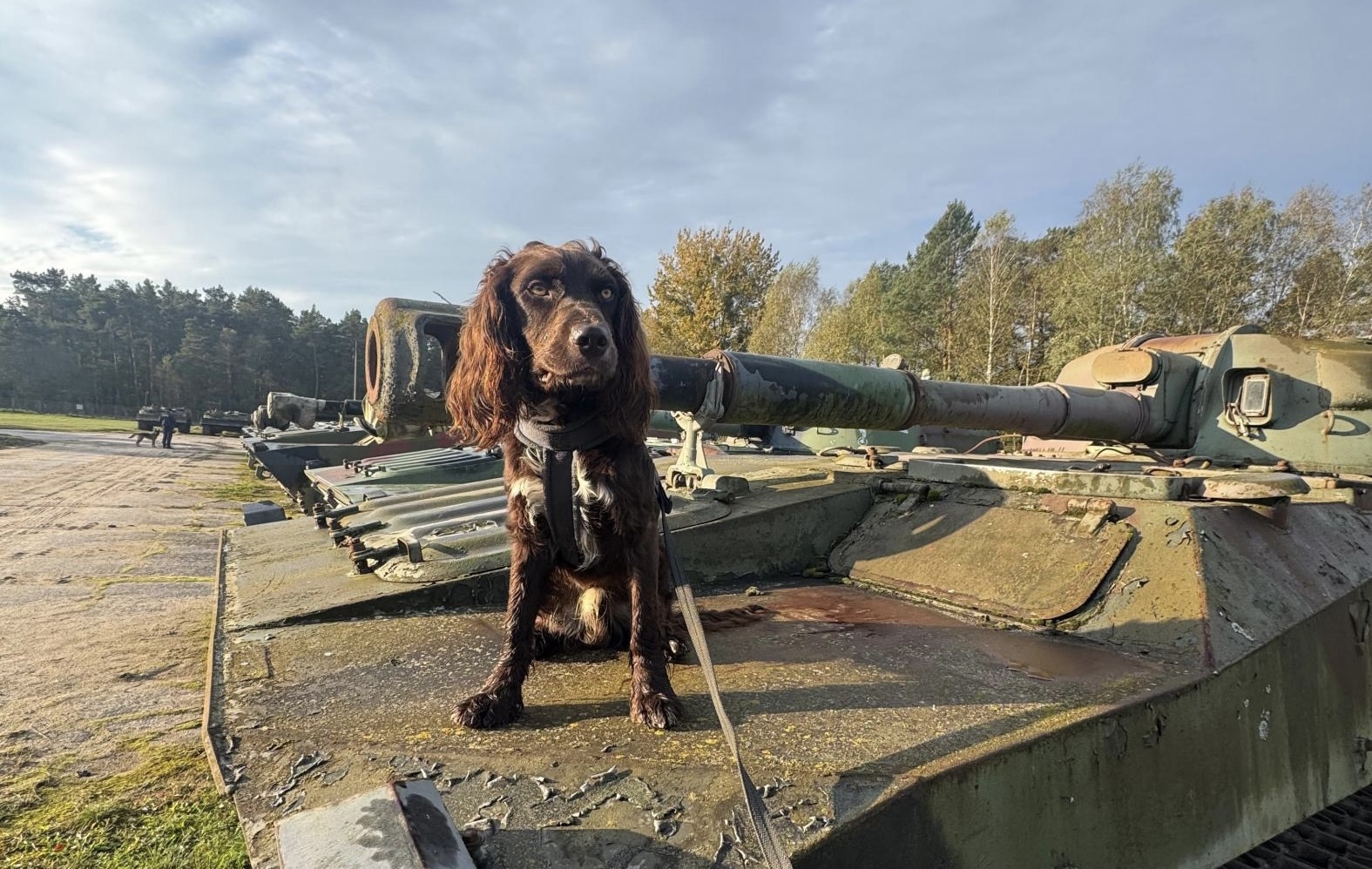 Nokaut w areszcie śledczym w Gliwicach