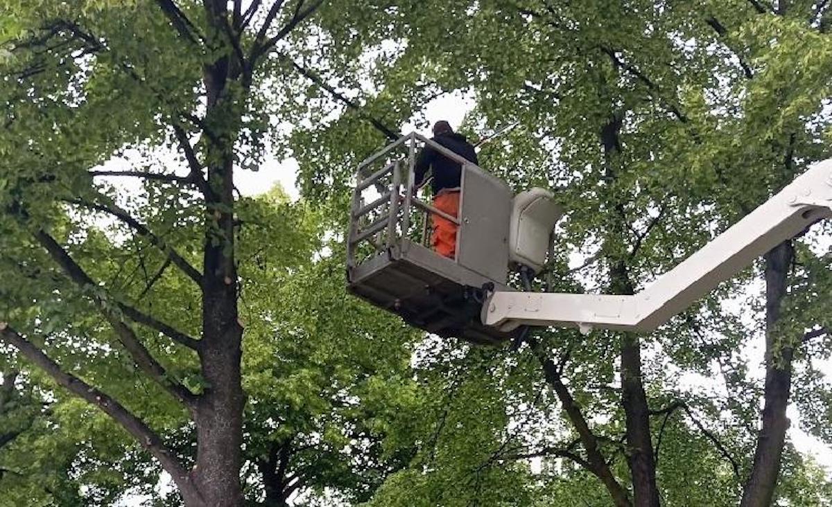 Usuną suche i połamane gałęzie. W Gliwicach dbają o bezpieczeństwo
