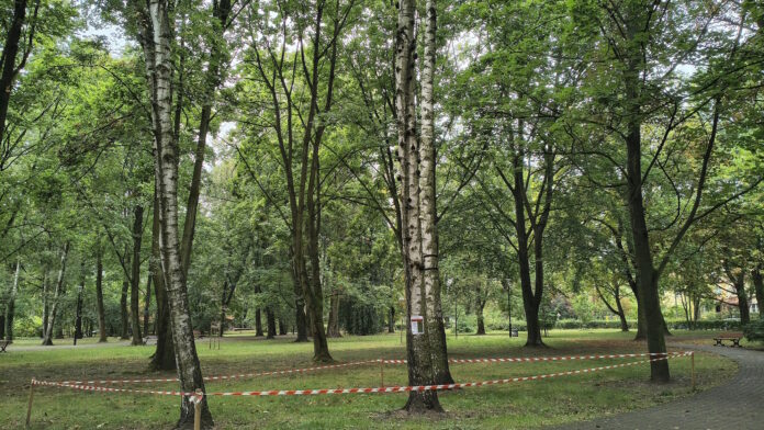 drzewa gliwice
