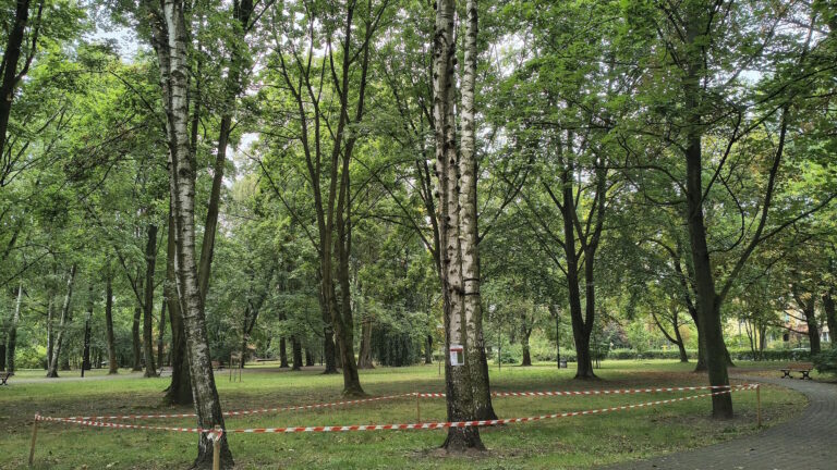 drzewa gliwice